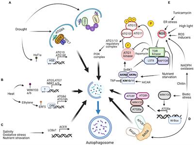 Potential Biotechnological Applications of Autophagy for Agriculture